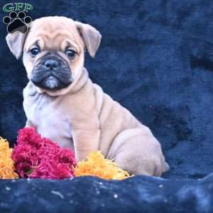 Princess, Miniature Bulldog Puppy